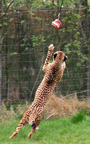 cheetah hunting meat