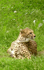 cheetah picture in grass