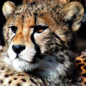 face of young cheetah