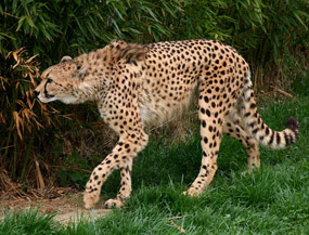 cheetah clipart