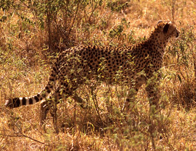 cheetah in high grass