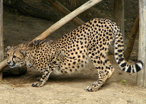 guepard asinonyx jubatus