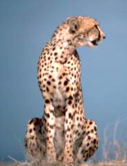 sitting gepard