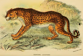 hunting leopard same as cheetah