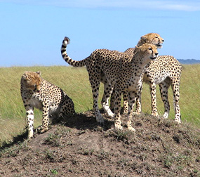 cheetah-pictures-masai-mara