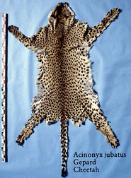 skin of cheetah