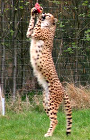 cheetah with meat