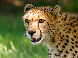 cheetah portrait