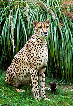 cheetah sitting watching