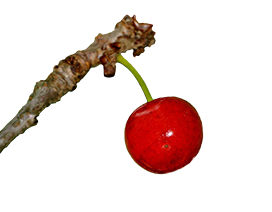 cherry on a branch