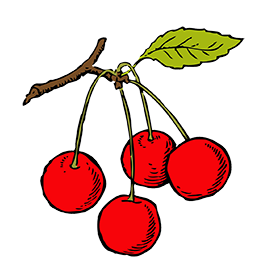 drawing cherry in branch