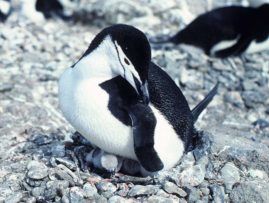 chinstrap penguin with chick on nest