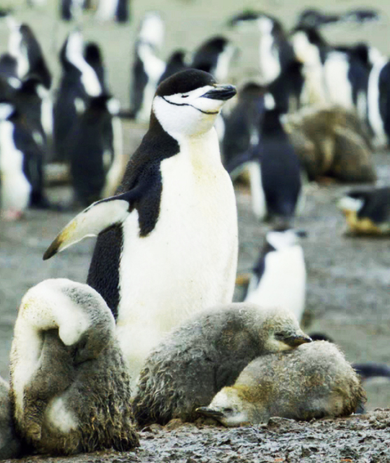 chinstrap penguin with two chicks