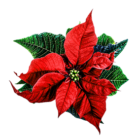 christmas flower