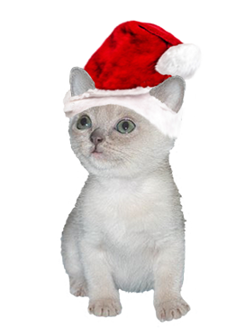 Christmas kitten with Christmas cap