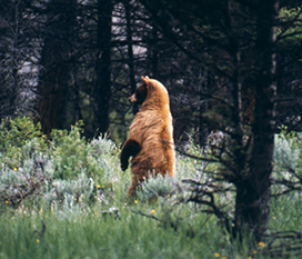 cinnamon colored black bear standing