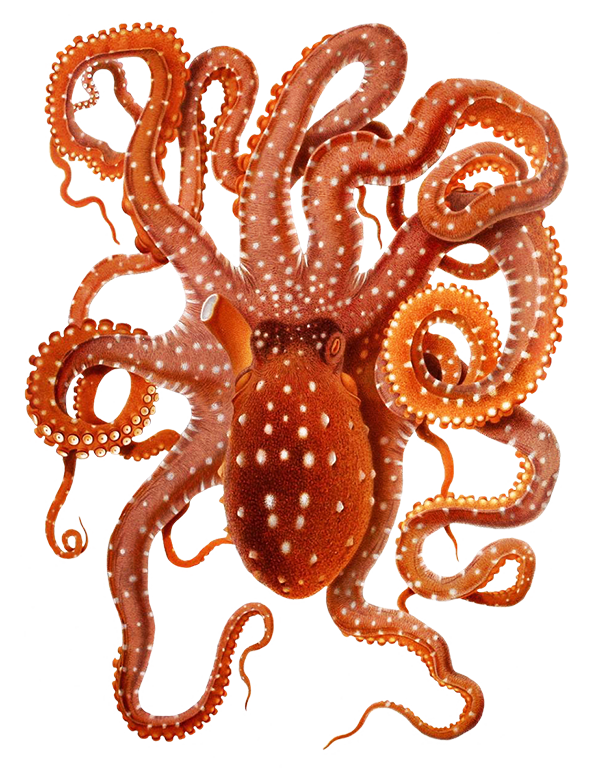 clip art of big octopus