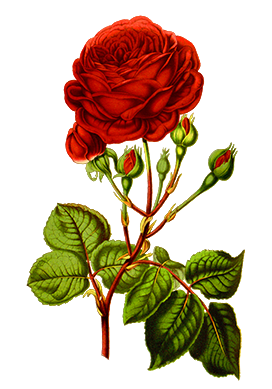 red-rose-clipart