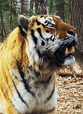Close-up Siberian tiger head