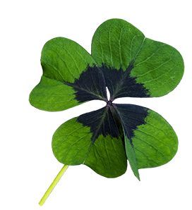 clover shamrock clipart