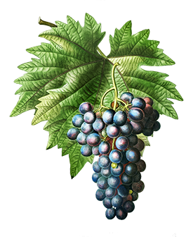 cluster of grapes clipart png