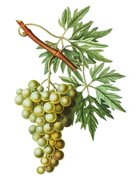cluster of green grapes clipart