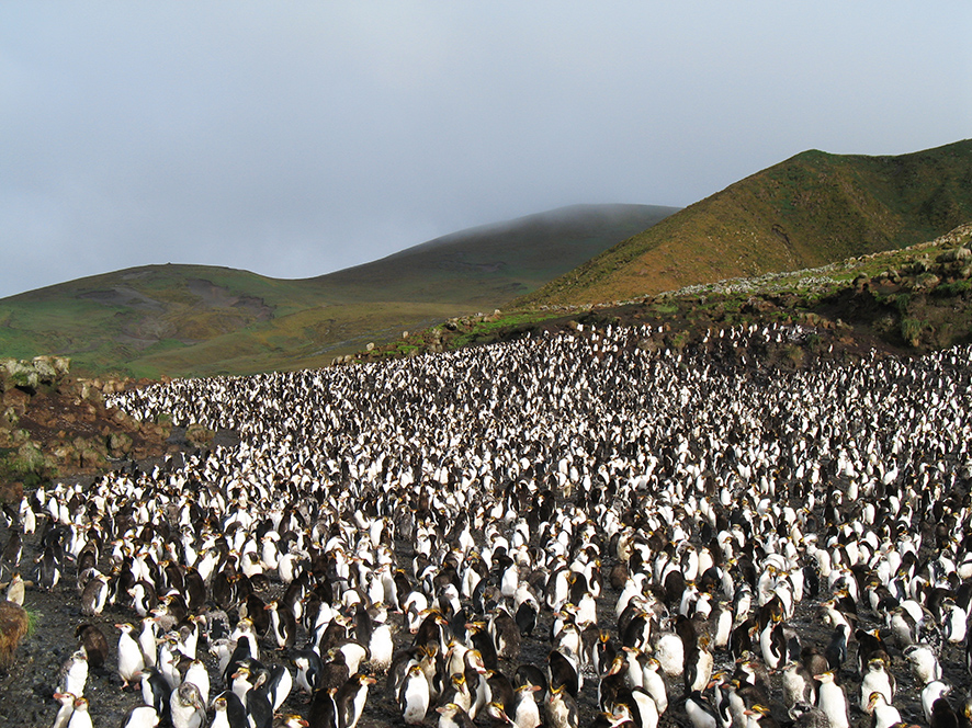 Colony of Royal penguins