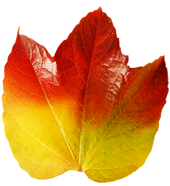 colorful autumn leaf of vine