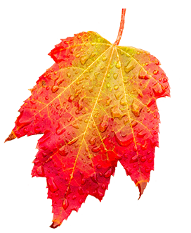 colorful fall leaf with rain drops