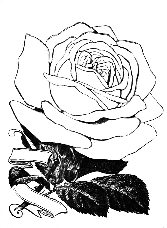 rose coloring pages with banner