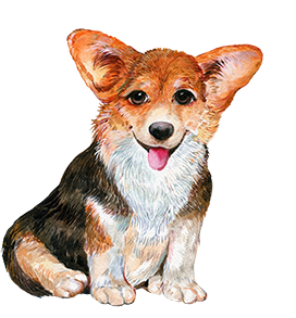 drawing of corgi 