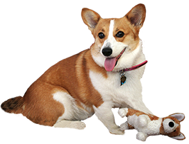 Corgie with dog doll clip art