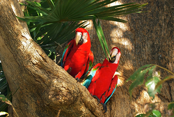couple of red macaws in a tree