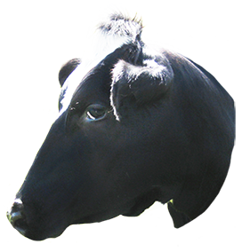 clipart cow head