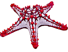 cut-out starfish red