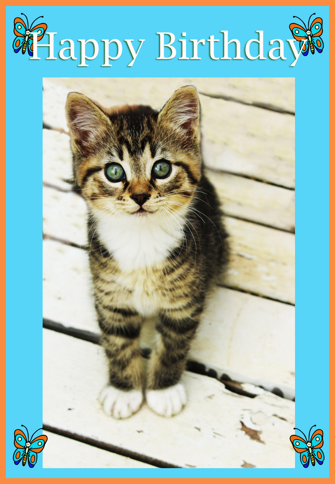 cute little kitten birthday card