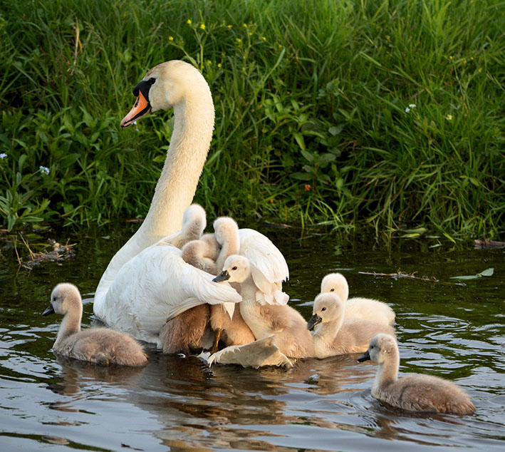 cygnets and mother swan