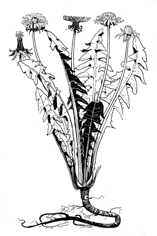 drawing of Dandelion