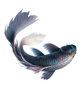 dark blue black koi fish clip art