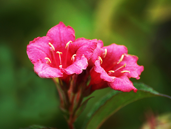dark pink flower photo