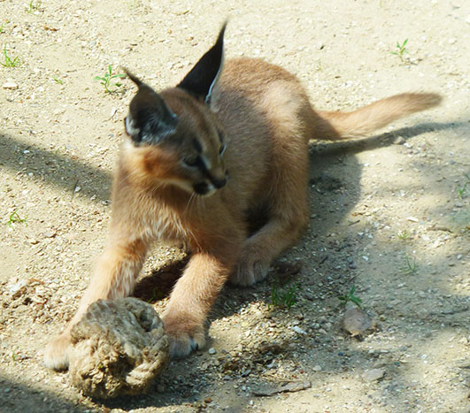 Desert-lynx-kitten-playing