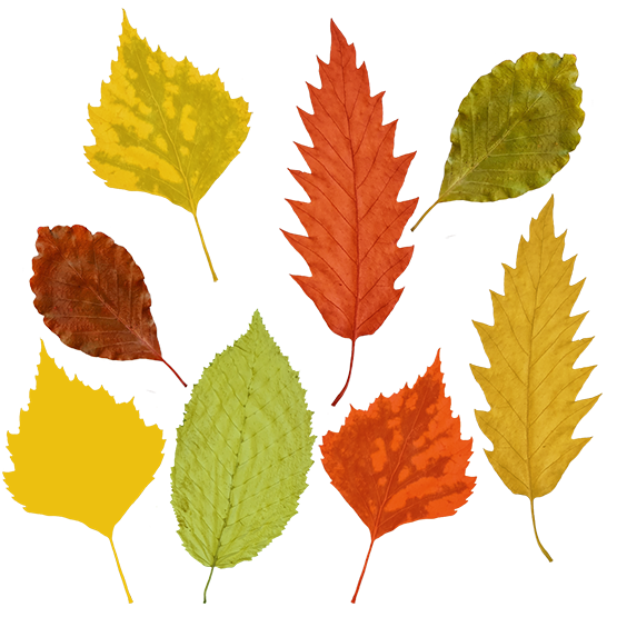 fall leaf clipart no background