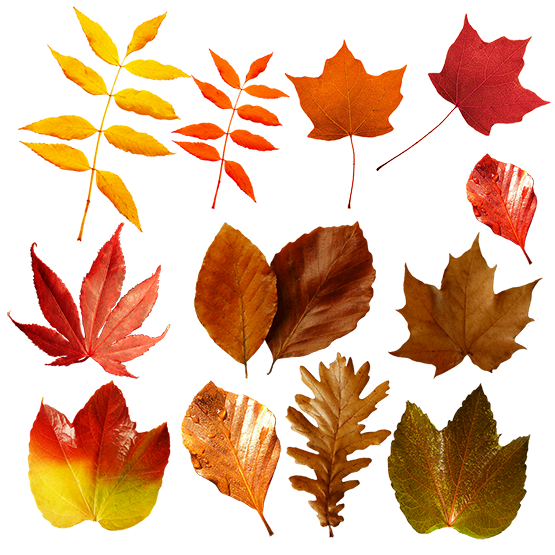 fall leaf clipart no background