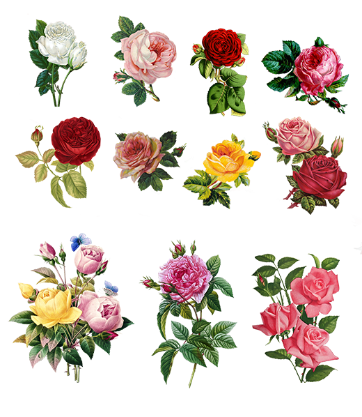 digital scrapbooking roses png