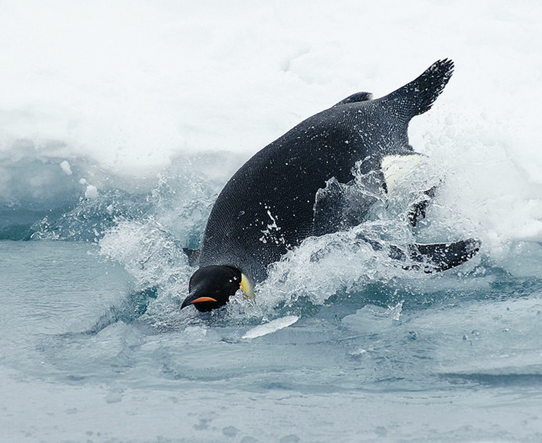 diving emperor penguin