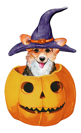 Halloween dog in pumpkin witch hat