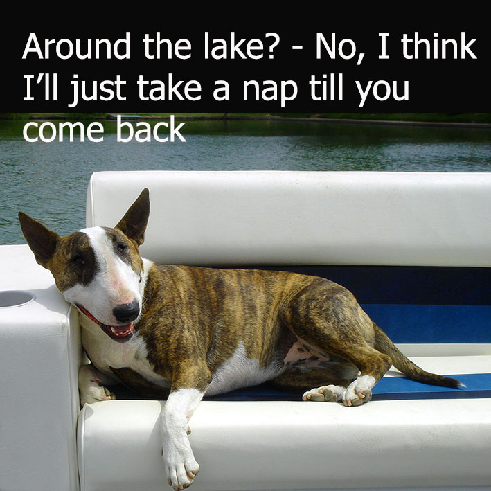 funny dog picture quote about a lazy dog