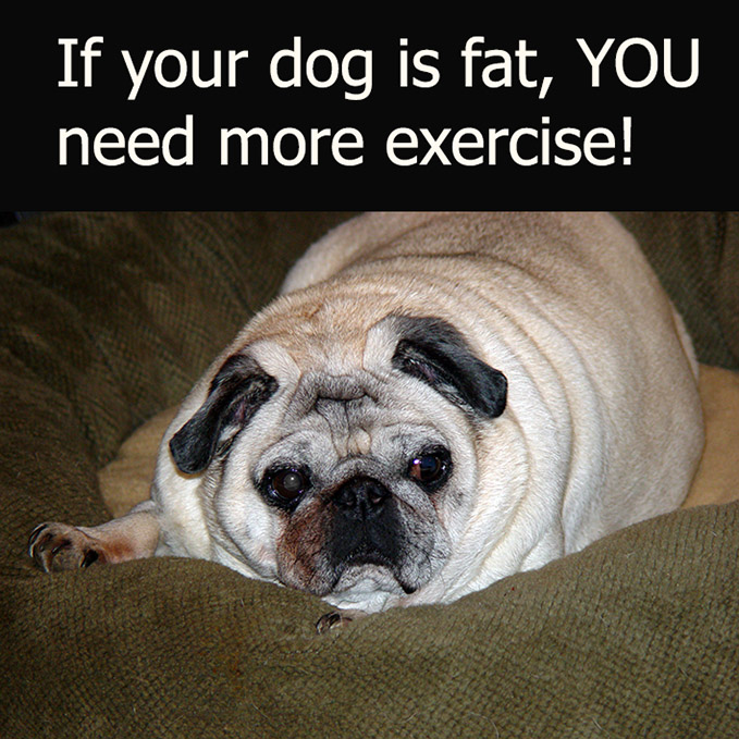 Quote and picture about fat dogs and owners