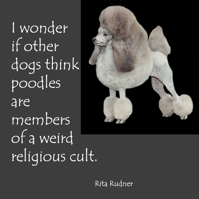 funny dog quote about poodles