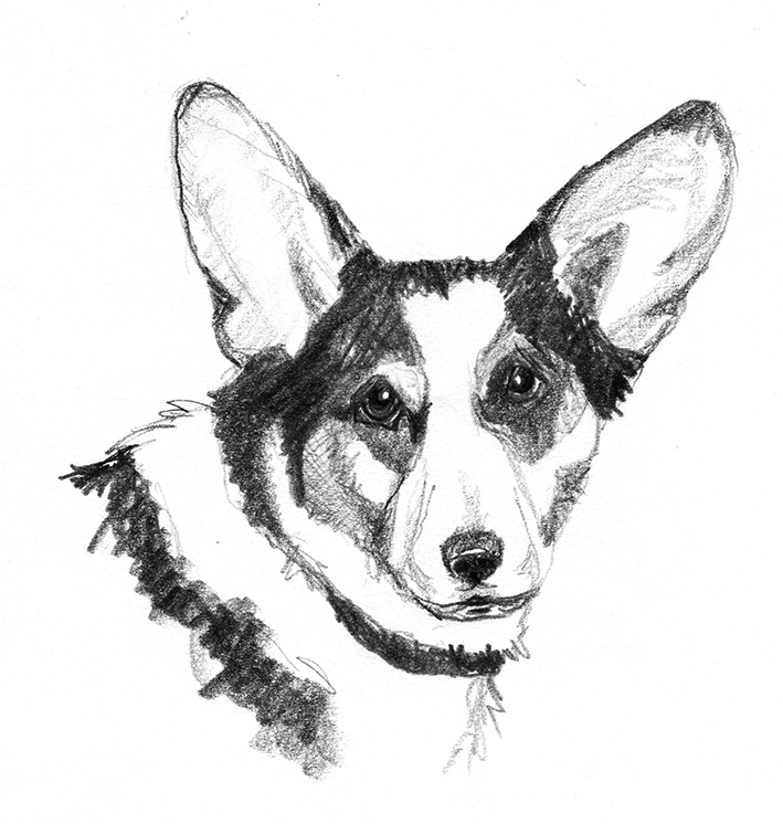 dog sketches head of corgi